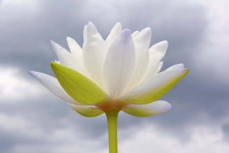 water lily, lotus low angle view with rain sky in natureの写真素材