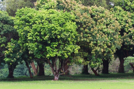 Tree group and grass on land in nature backgroundの写真素材