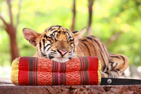 Baby tiger sleeping on thai pillowの写真素材