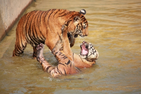 Two tigers fighting each other in pond
