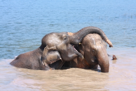 Two elephants show good relationship of each others in pondの写真素材