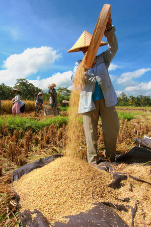 BALI, INDONESIA - MAY 6: Rice is winnowed on May 6, 2013 in Bali, Indonesia. Bali can produce rice all year round due to Subak which manages water supply system for farmers in the dry season.のeditorial素材