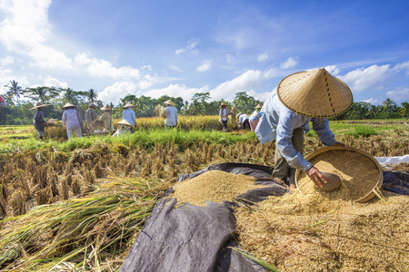 BALI, INDONESIA - MAY 6: Rice is winnowed on May 6, 2013 in Bali, Indonesia. Bali can produce rice all year round due to Subak which manages water supply system for farmers in the dry season.のeditorial素材