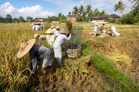 BALI, INDONESIA - MAY 6: Rice is winnowed on May 6, 2013 in Bali, Indonesia. Bali can produce rice all year round due to Subak which manages water supply system for farmers in the dry season.のeditorial素材