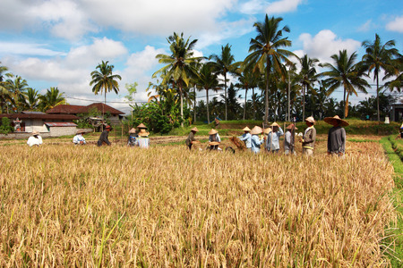 BALI, INDONESIA - MAY 6: Rice is winnowed on May 6, 2013 in Bali, Indonesia. Bali can produce rice all year round due to Subak which manages water supply system for farmers in the dry season.のeditorial素材