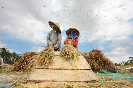 BALI, INDONESIA -MAY 5: Rice is threshed on May 5, 2013 in Bali, Indonesia. Bali can produce rice all year round due to Subak system which manages water supply system for farmers in the dry season.のeditorial素材