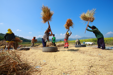 CHIANG MAI, THAILAND, November 13: The unidentified farmers harvesting rice from terraced rice field on November 13, 2010 in Chiang Mai, Thailand. This work is part of Thailand farmers.のeditorial素材