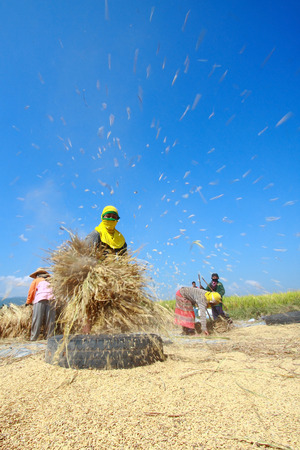 CHIANG MAI, THAILAND, November 13: The unidentified farmers harvesting rice from terraced rice field on November 13, 2010 in Chiang Mai, Thailand. This work is part of Thailand farmers.のeditorial素材