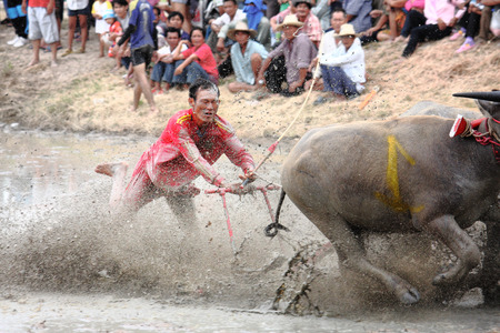 CHONBURI, THAILAND - JULY 01: Buffaloes racing on Jul 01, 2012 in Chonburi, Thailand.The event is normally held before the rice planting season and marks the importance of buffaloes.のeditorial素材