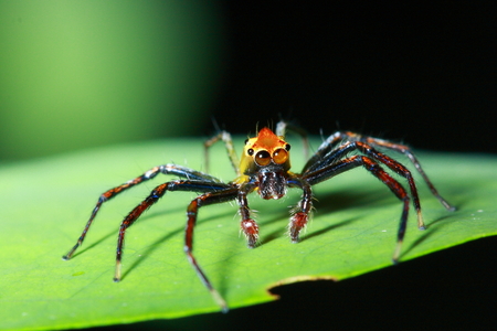 Close up of Phidippus regius jumping spider on the dark backgroundの写真素材