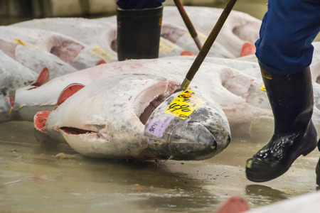TOKYO, JAPAN - OCTOBER 25: Tuna for auction at Tsukiji fish market on Oct 25, 2013 in Tokyo....