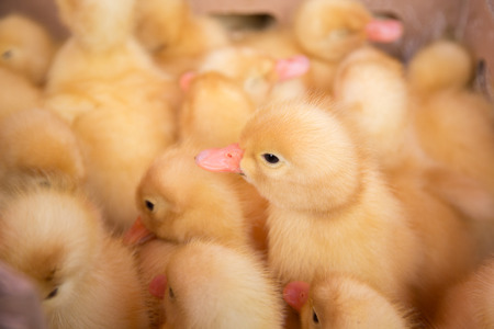 Duckling at farm. Group of small cute ducklingsの写真素材