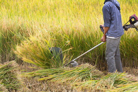 Farmer use machine for harvesting rice on fieldの写真素材