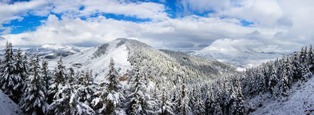 panorama spruce forest around mountain in winter covered by snow day scenicの写真素材