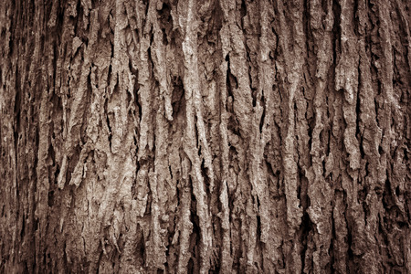 Tree bark texture full frame in natureの写真素材