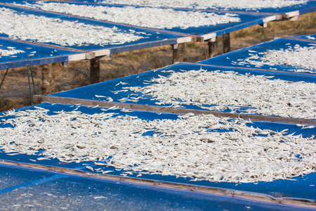 Small salted fish dried under the sun in Chanthaburi province, Thailand