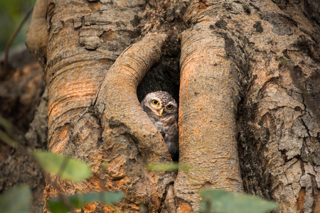 Spotted owlet , Athene brama , live in their home hollow tree natureの写真素材
