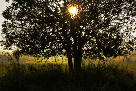 sunburst sun rays through the branches of tree silhouette summer landscapeの写真素材