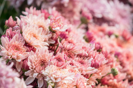 Colorful flowers background for sale at the wholesale flower market in Kyauk Mee on the roadside to Pyin Oo Lwinの写真素材