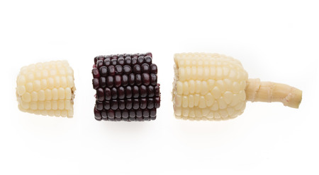 purple and white corn piece combine together isolated on white background, Genetically Modified Organisms or GMO conceptの写真素材