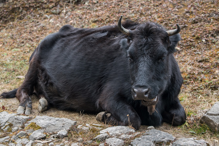 Yak live in nature around pathway on the road on mountainの写真素材