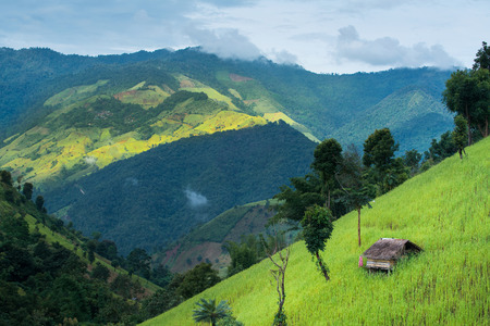 Green Terraced Rice Field  mountain and small hut, nature landscape in Nan, Thailandの写真素材