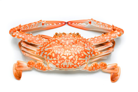 Flower crab steamed isolated on white background, single