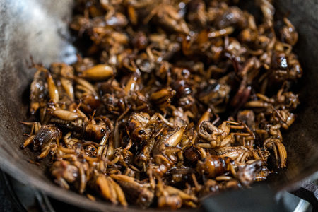 Roasted cricket, fried Insect in pan, cooking for mealの写真素材
