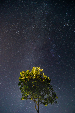 The starry sky and the big tree