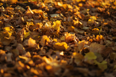 Yellow leaves in the morning sunの写真素材