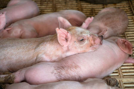 Small piglets