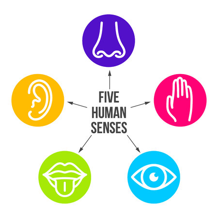 Creative vector illustration line icon set of five human senses. Vision, hearing, smell, touch, taste isolated on transparent background. Art design nose, eye, hand, ear, mouth with tongue element.のイラスト素材