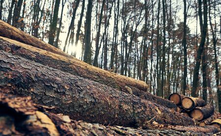 Close up of pile of cut logs in the forest in a sunny winter dayの写真素材