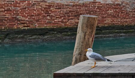 A seagull standing still on a quayside among the canals of Venice on a sunny winter dayの写真素材