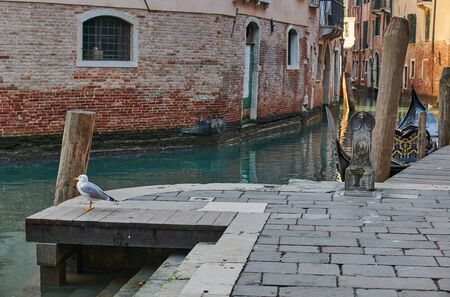 A seagull on the Venetian canal on a sunny winter day with a glimpse of the Venetian houses, water canal and a typical Gondolaの写真素材