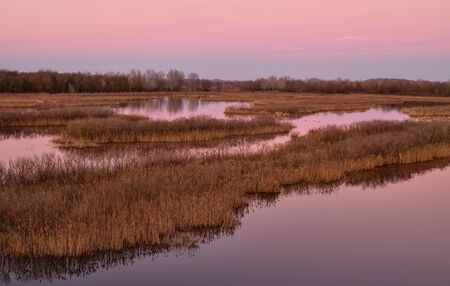Lagoon of Caorle at sunset: spectacular sunset with a pink sky reflected in the water among the reedsの写真素材