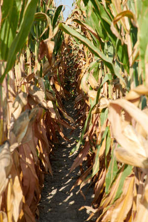 Corn field under the summer sun with ripe cobs, focus on the background.の写真素材