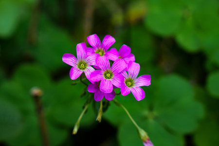 Close-up of vibrant pink wood sorrel flowers blooming in a lush green garden, showcasing delicate...