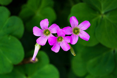Close-up of vibrant pink wood sorrel flowers blooming in a lush green garden, showcasing delicate petals and a natural, serene beauty.の写真素材