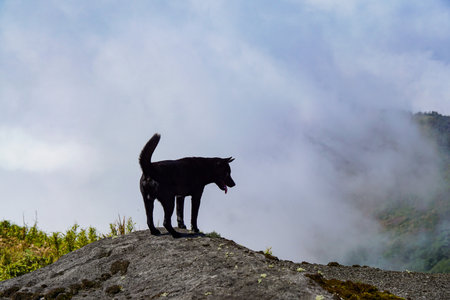 A black dog stands silhouetted on a rocky mountain peak, gazing into the misty valley below, embodying freedom and adventure in the wild.の写真素材