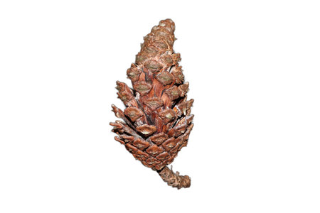 A solitary, brown Pinus caribaea pine cone, showcasing its textured scales and natural form, isolated on a clean white background for botanical study or design.の写真素材