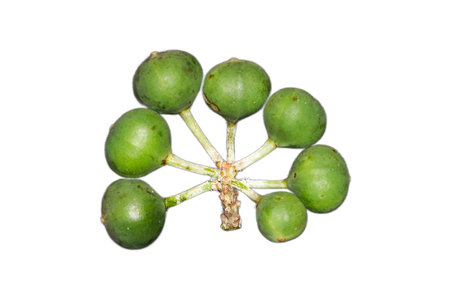 Close-up of vibrant green Leea indica fruits, showcasing their natural beauty and unique arrangement, captured in a studio setting.の写真素材