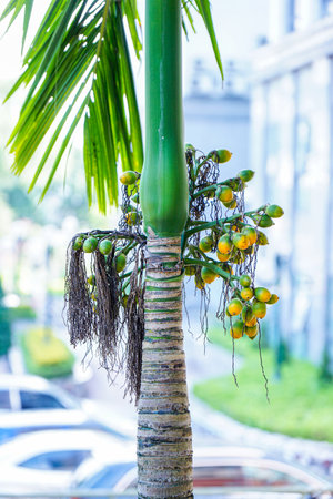 Close-up of Areca catechu palm with green fruits in natural daylight, showcasing its unique trunk and foliage.の写真素材