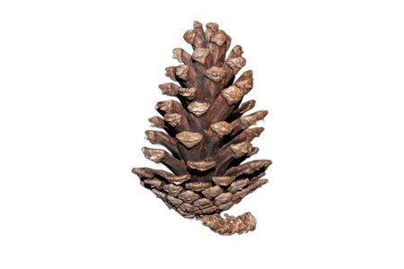Close-up of a Pinus Caribaea pine cone isolated on a white background, showcasing its intricate details and natural texture, perfect for nature and botanical themes.の写真素材