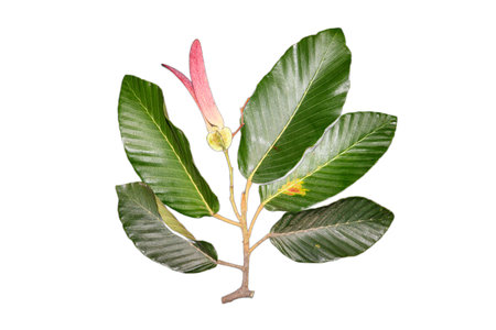 Close-up of Dipterocarpus alatus branch with green leaves and pink winged fruit, showcasing its unique botanical features in a natural setting.の写真素材