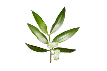 A branch of Nageia fleuryi with green leaves and small white berries, isolated on a white background. This plant is known for its ornamental value.の写真素材