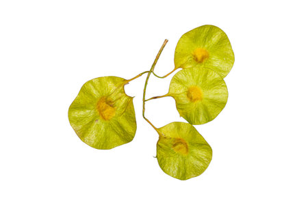 Close-up of Pterocarpus macrocarpus fruits on a white background, showcasing their unique shape and texture.の写真素材