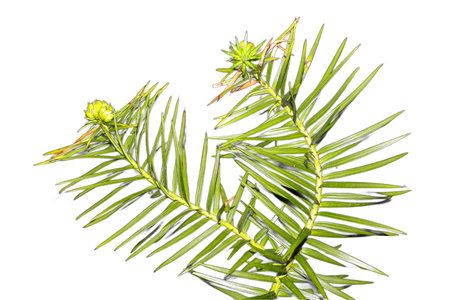 Close-up of Cunninghamia lanceolata branches with green leaves and small yellow flowers against a white background, perfect for botanical or nature-themed projects.の写真素材
