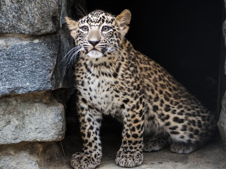A portrait of a very young cheetah cub near my house.の写真素材