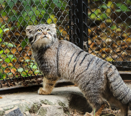 Pallass cat, also known as the manul.の写真素材